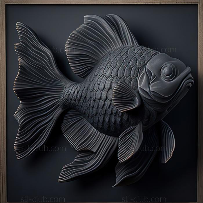 st Dark grey oranda fish